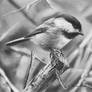 Black-Capped Chickadee Study