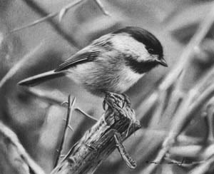 Black-Capped Chickadee Study