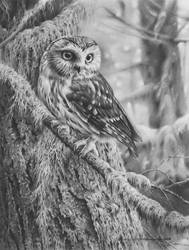 Northern saw-whet owl