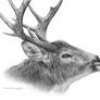 White-Tailed Deer Study