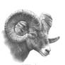 Big Horn Sheep Study