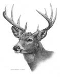 White Tail Deer - Pencil Drawing !