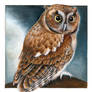 Screech Owl portrait