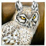 Great Horned Owl