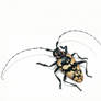 Anoplophora Hope II