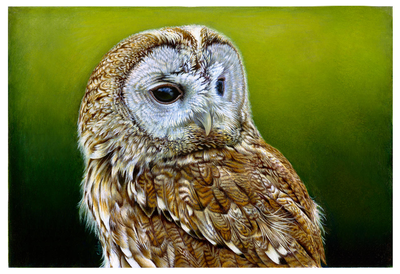 Tawny Owl