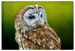 Tawny Owl by Heliocyan