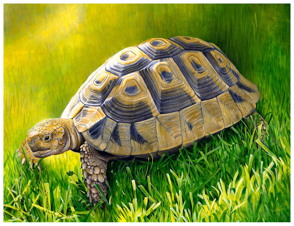 Turtle pro. Tortoise Хименес. Черепаха. Черепаха картина. Черепаха рисунок.