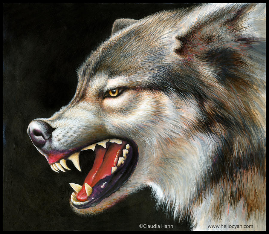 Пасть серого волка. Волк оскал профиль. Морда злого волка. Злой волк. Красивый оскал волка.