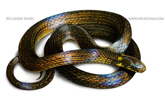 Pygmy snake