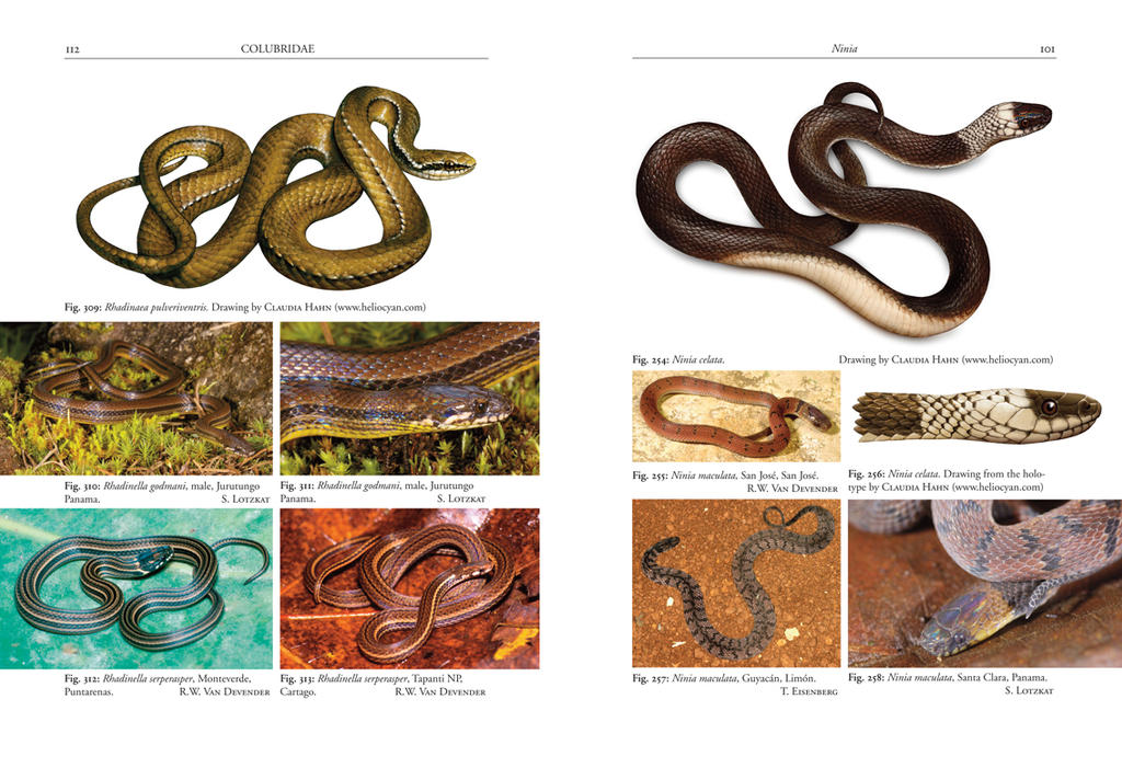 Creatures Field Guide Snake field guide / final layout by Heliocyan on DeviantArt