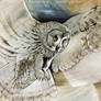 Great Grey Owl