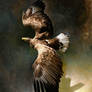 White-tailed eagle