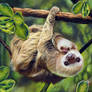 Two Toed Sloth and her baby