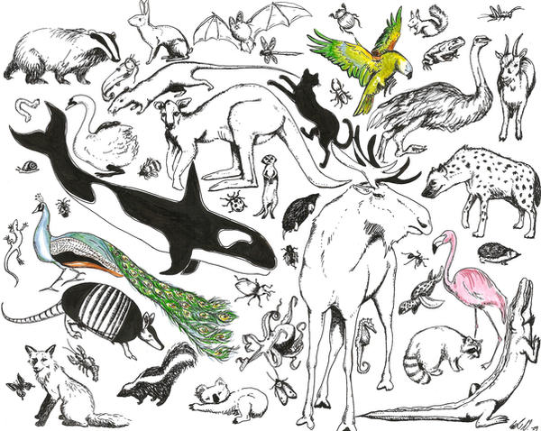 Animal diversity by kryzmynta on DeviantArt