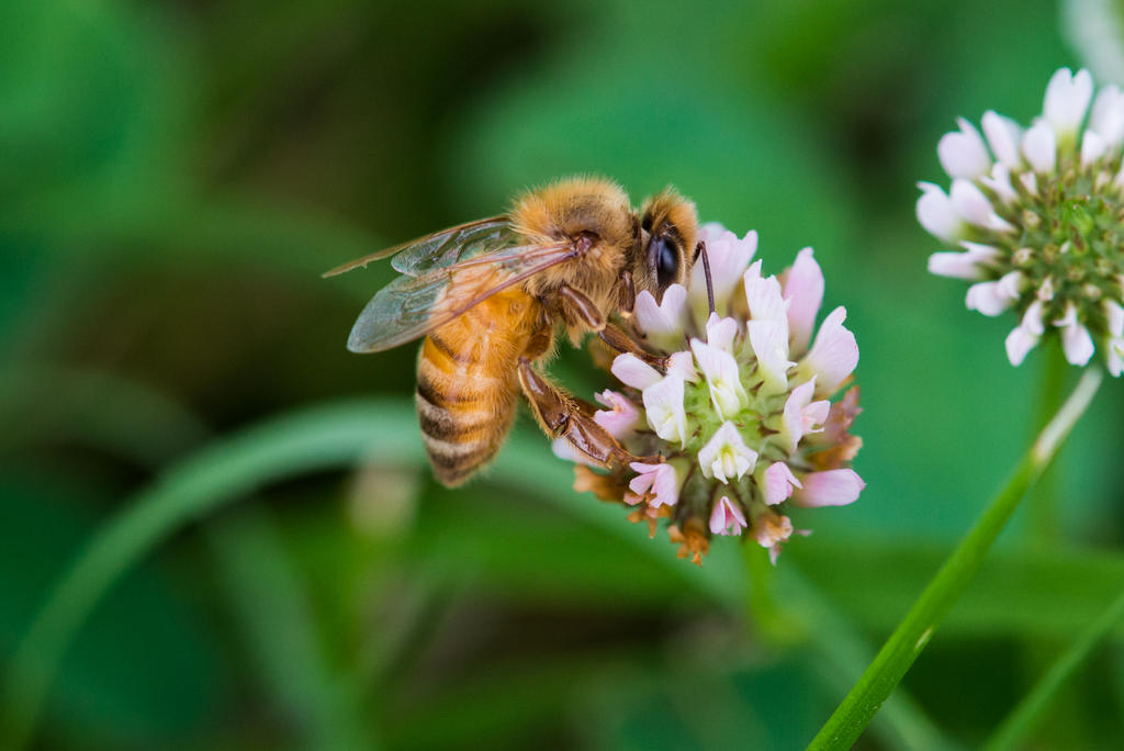 Bee by PLutonius