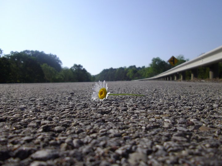 Flower on the Road