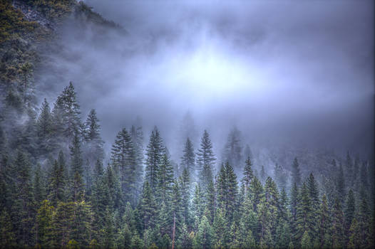 Trees in the Fog HDR