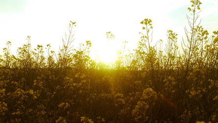 Fields in Summer 1