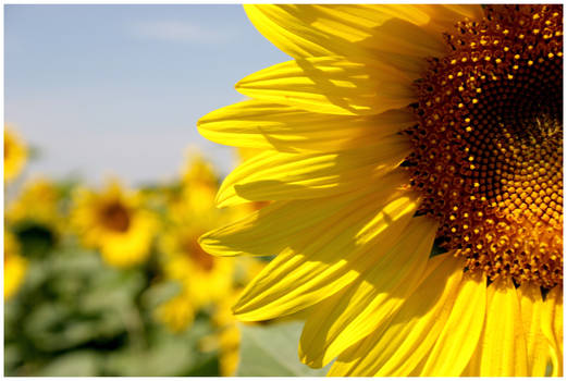 Sunflower field