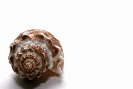 Sea shell