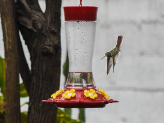 Acrobatic Hummingbird