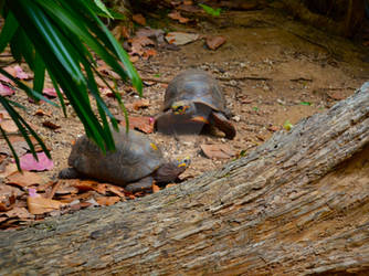 Radiated tortoises, Bermuda