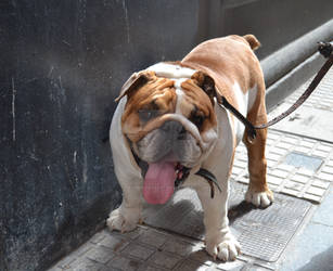 Bulldog, Cadiz, Spain