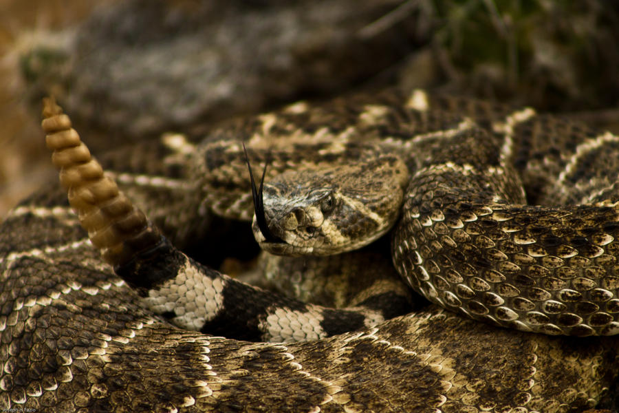 Diamondback Rattler 2 by bronzelong on DeviantArt