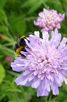 BumbleFloof