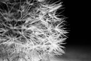 Dark and Bright Dandelion