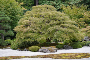 Acer palmatum dissectum