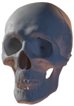 Skull (free 3D model) by ChameleonScales