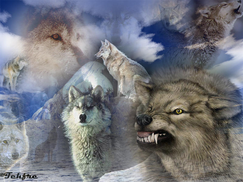 Wild Wolves by mstrdisaster on DeviantArt