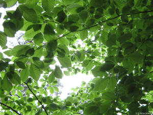 ::The Tunnel of Leaves::