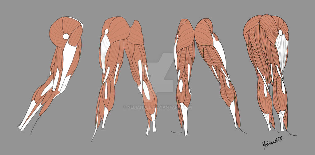 Leg muscles practice by Neliandle on DeviantArt