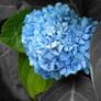 Hortensia