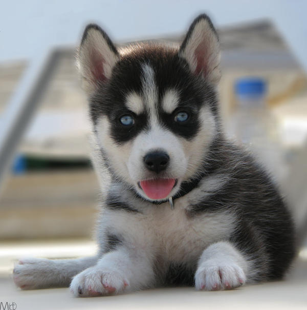 Lovely Husky - 2