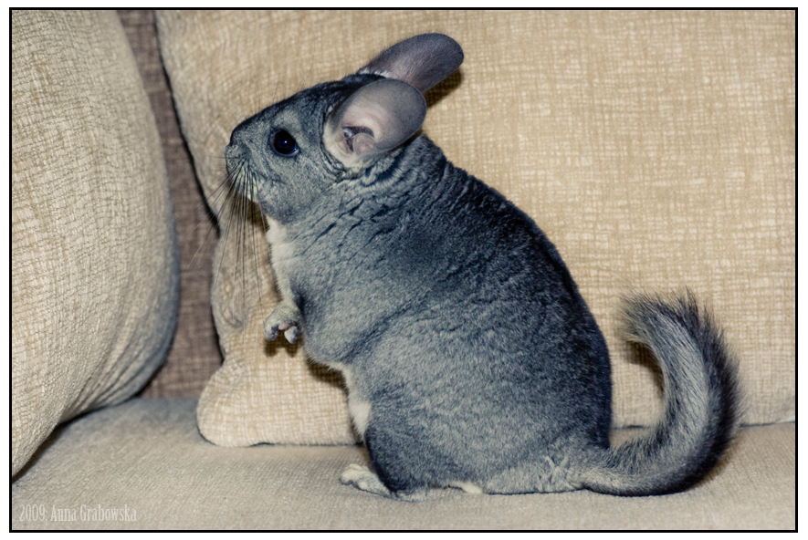 My litte chinchilla by tysmin My litte chinchilla by tysmin