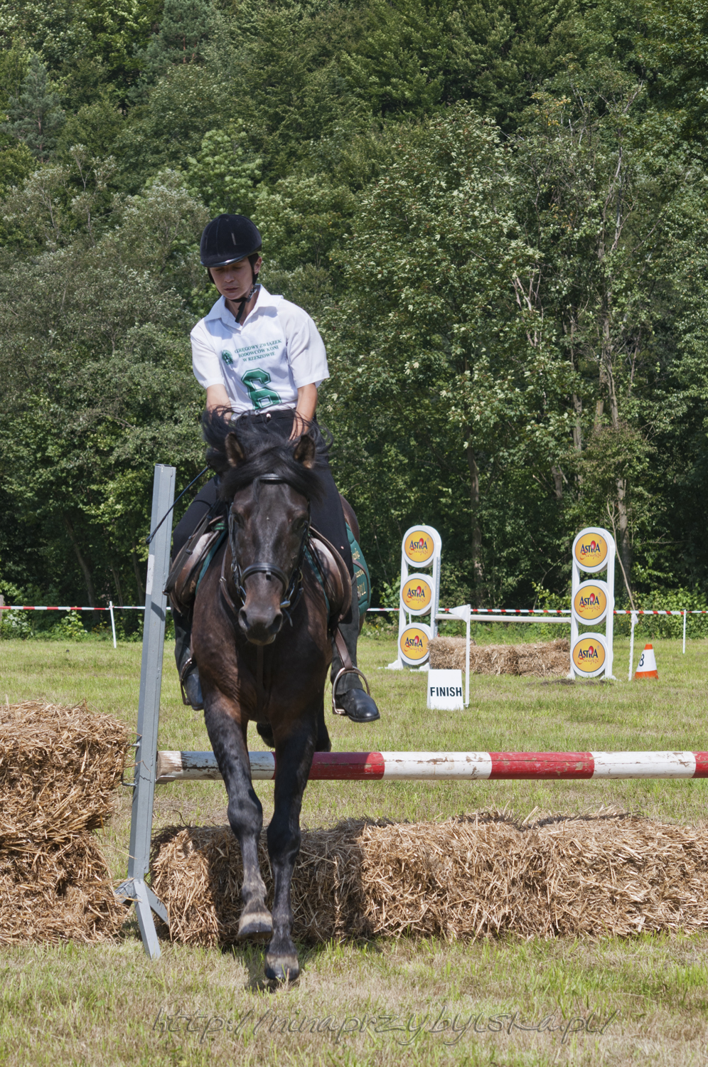 Hutsul Horse Championship