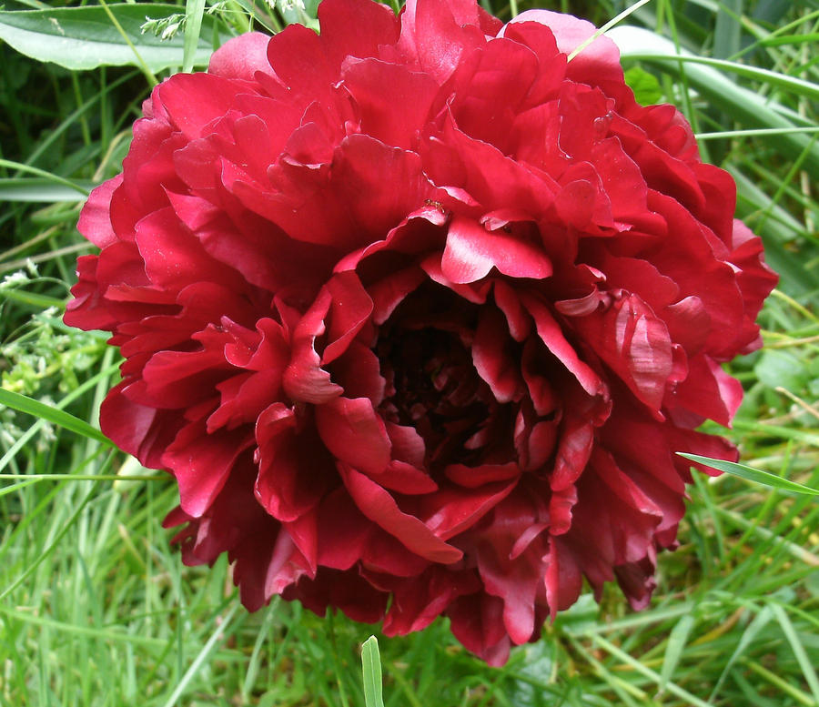 Red Peony in Spring