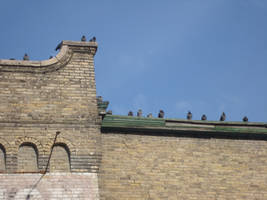 Perched Pigeons