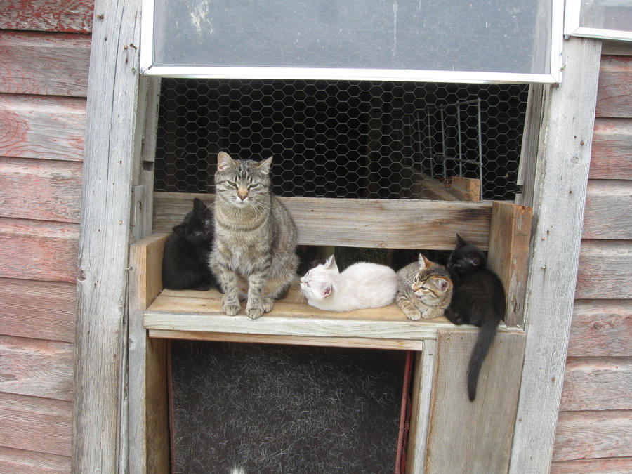 Fachala and Kittens Outside