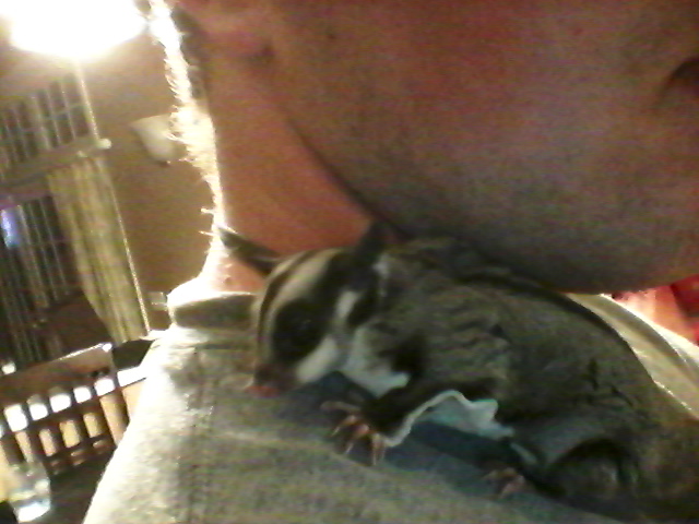 Sugar Glider on my neck