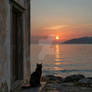Beauty cat on a sunset