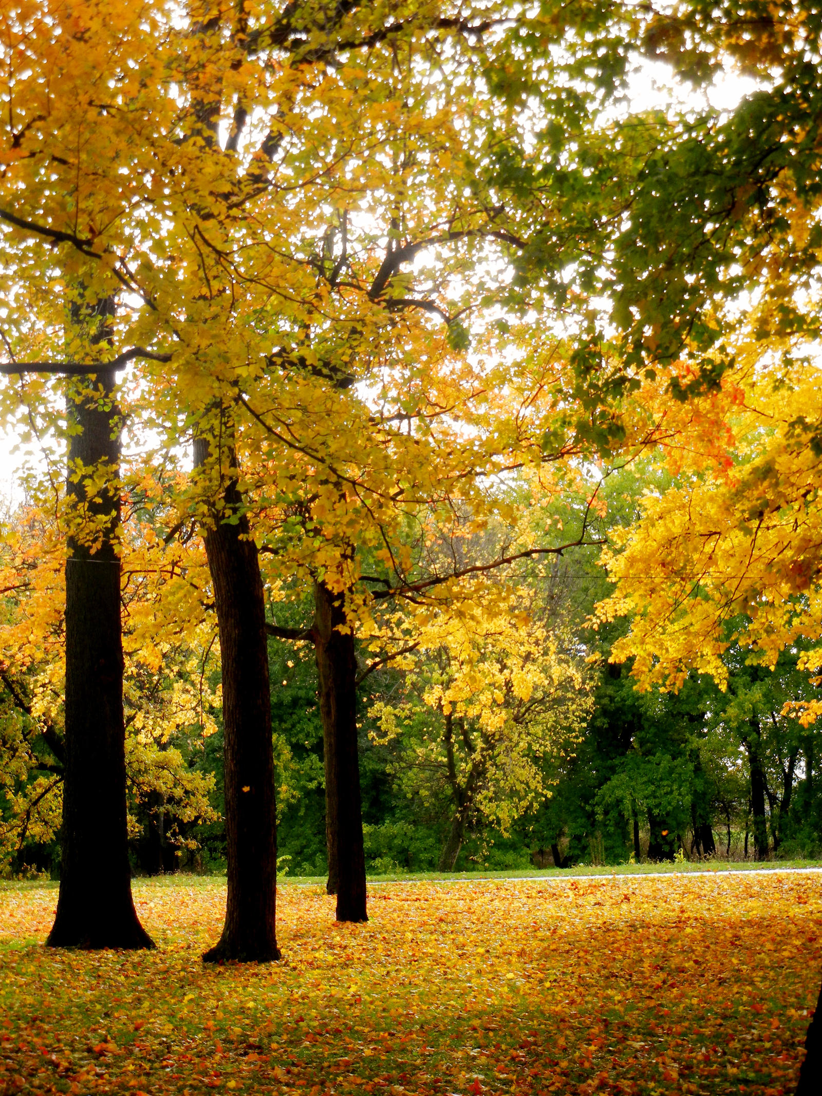 Yellow And Green Fall