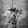 Thistle