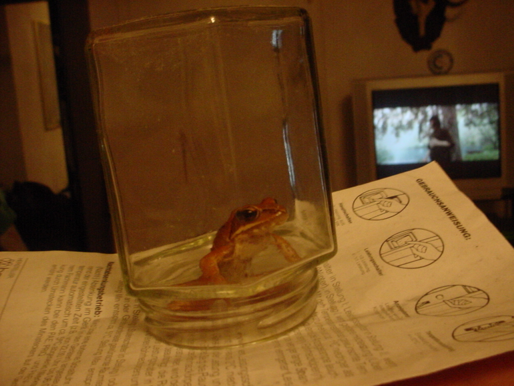 Frog in  Jar