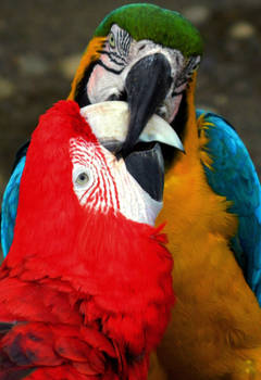 Parrots