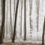 my enchanted forest